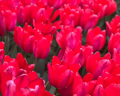 Enjoy a Mother’s Day Picnic in New York City