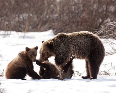 Winter Wildlife Safari in Yellowstone National Park