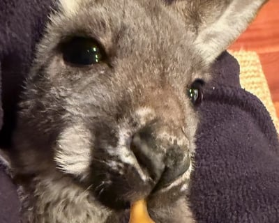Feed Rooby the Kangaroo at Eagle Eye Farm