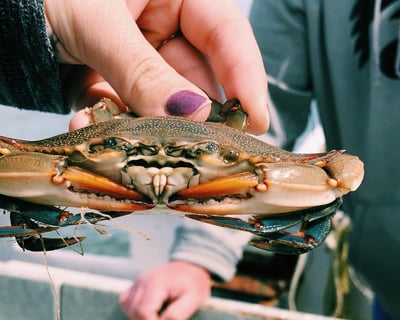Hands-On Crabbing: Bait, Trap & Sort the Catch