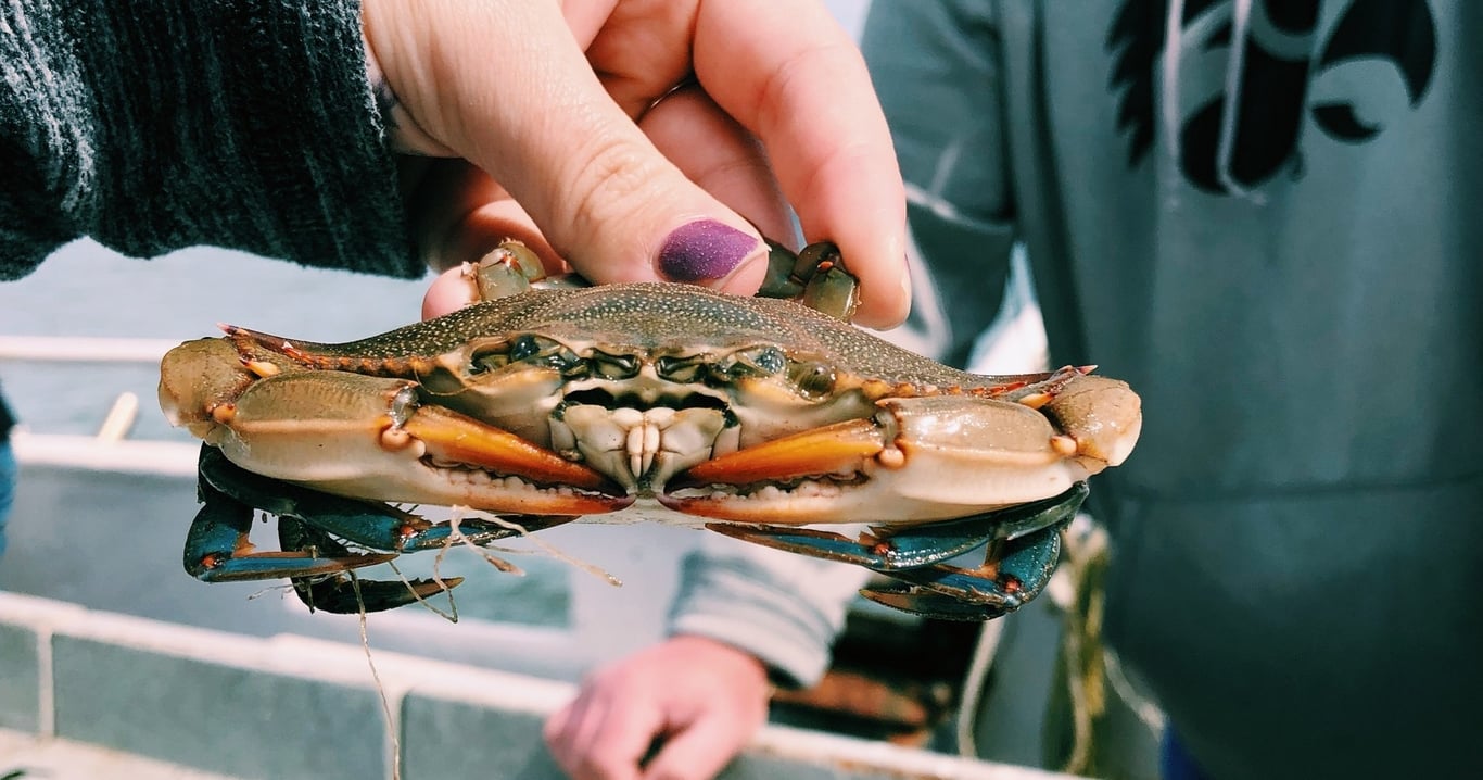 Hilton Head Crabbing Expedition on the Tammy Jane