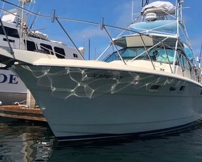 San Diego 9-Hour Pelagic Birding Charter