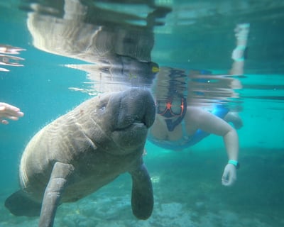 Manatee Extreme Private Tour In Homosassa Springs