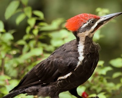Guided Woodpecker Walk on Fripp Island
