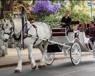 45-Minute Central Park Carriage Tour
