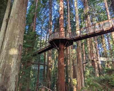 Explore Sequoia Park Guided Hike & Redwood Skywalk