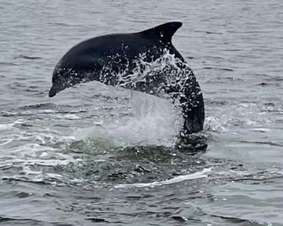 Private or Semi-Private Sunset Powerboat Dolphin Cruise