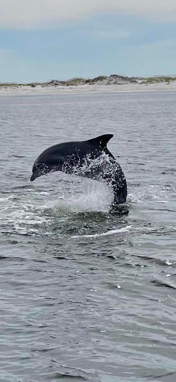 Private or Semi-Private Sunset Powerboat Dolphin Cruise