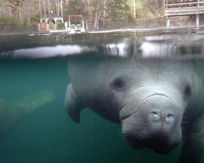 Homosassa Springs Manatee Boat Tour