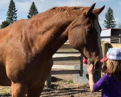 Equine-Assisted Learning Session for One in Columbia Falls