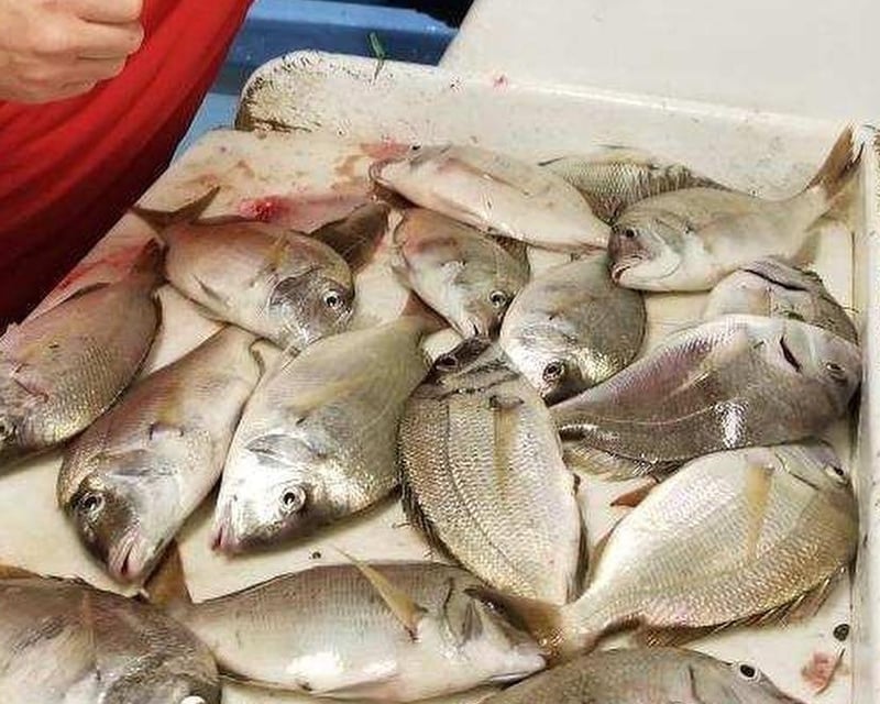 Night Porgy Fishing Trip from City Island, Bronx