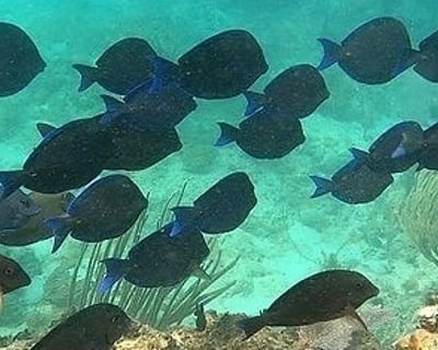 Coral Reef Snorkeling Tour in Culebra