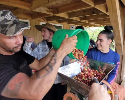 Hands-On Coffee Harvesting Experience in Utuado