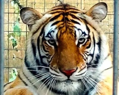 Guided Wildlife Encounters in Mountain Home