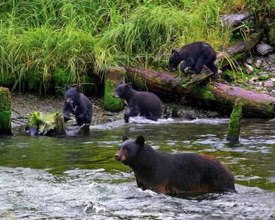 2-Hour Black Bear Viewing Tour in Ketchikan