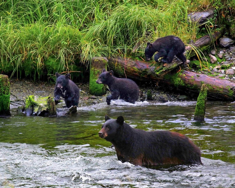 Black Bear Viewing at Alaska Rainforest Sanctuary