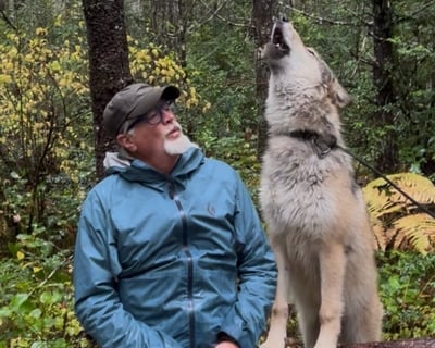 Shelton Guided Wolfdog Hike