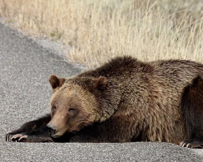 Full-Day Guided Tour of Grand Teton National Park
