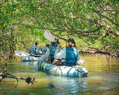 Spot Manatees & Dolphins by Kayak at Rookery Bay