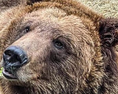 Fortress Of The Bear General Admission In Sitka