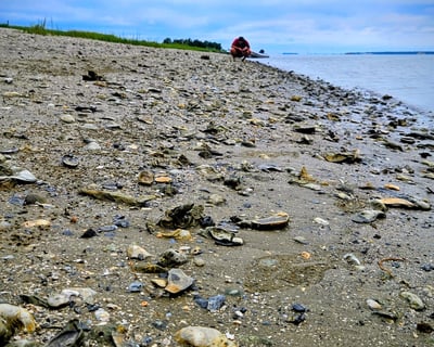 Shark Teeth & Fossil Island Adventure Boat Tour