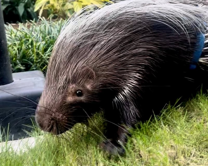 Private Porcupine Meet & Greet at Downtown Aquarium Houston