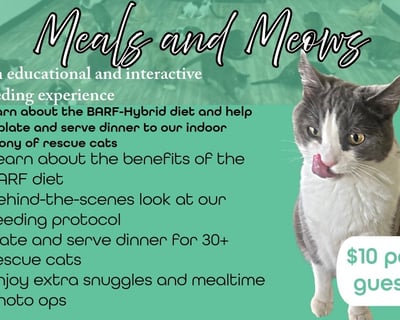 Rescue Cat Feeding Experience in Branson