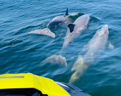 Explore Shell Island on a Dolphin Jet Ski Tour