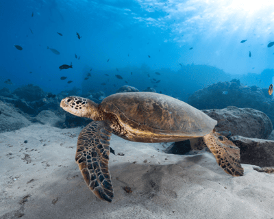 Private Guided Turtle Scuba Dive from Shore at Electric Beach