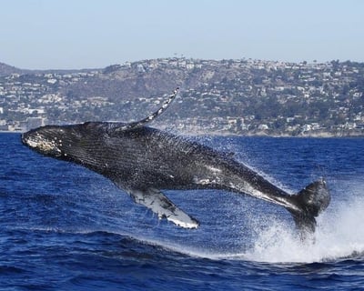Private Boat Whale Watching with Expert Guide