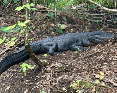 Clear Kayak Gator Tour at Silver Springs