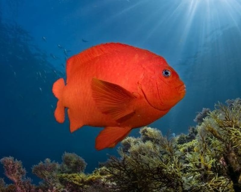 PADI Fish Identification Scuba Course on Catalina Island