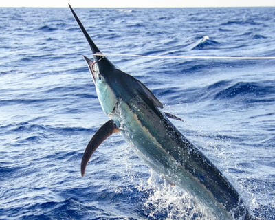 Swordfish Fishing Charter in Key West