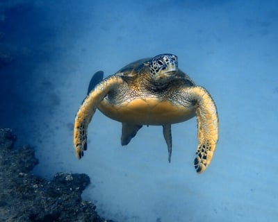 Honolulu Turtle Snorkeling with Marine Guide