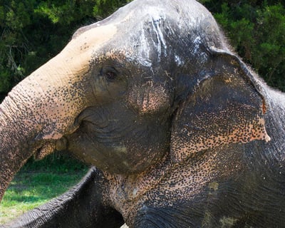 Hand Feed Asian Elephants in Hugo, OK