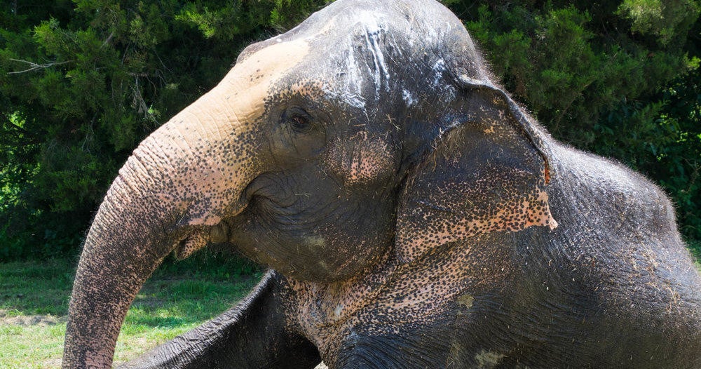 Asian Elephant Guided Public Tour