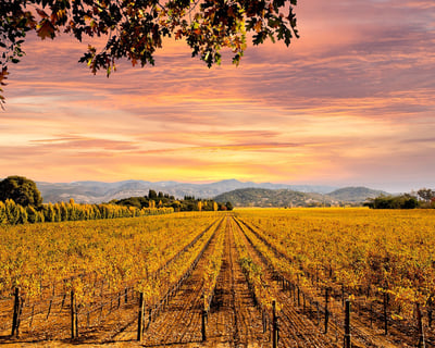 8-Hour Amador County Wine Tour