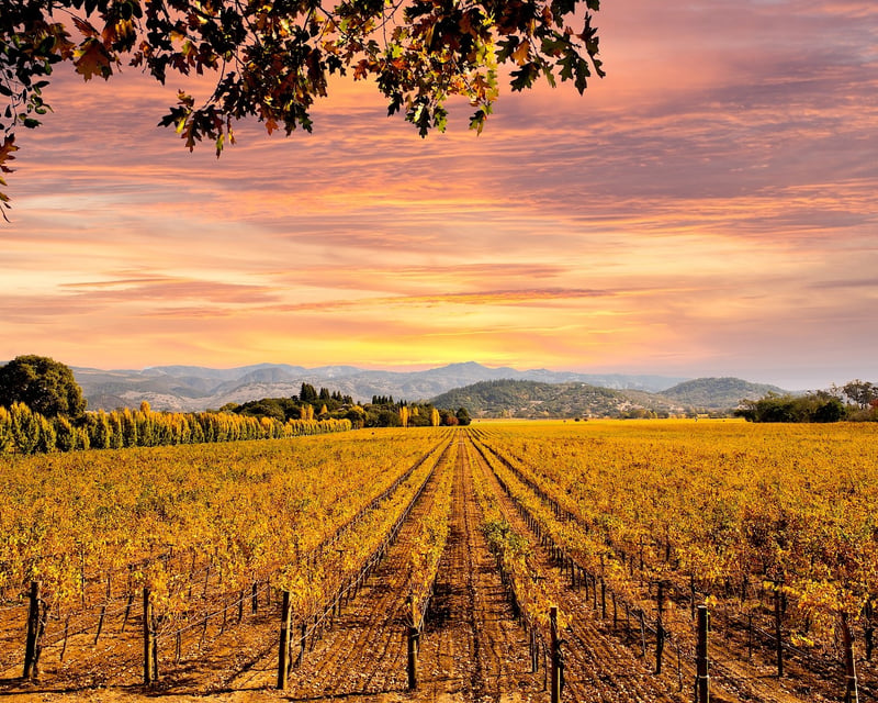 8-Hour Amador County Wine Tour