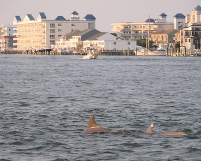 Private Back Bay and Ocean Cruise for Up to 12