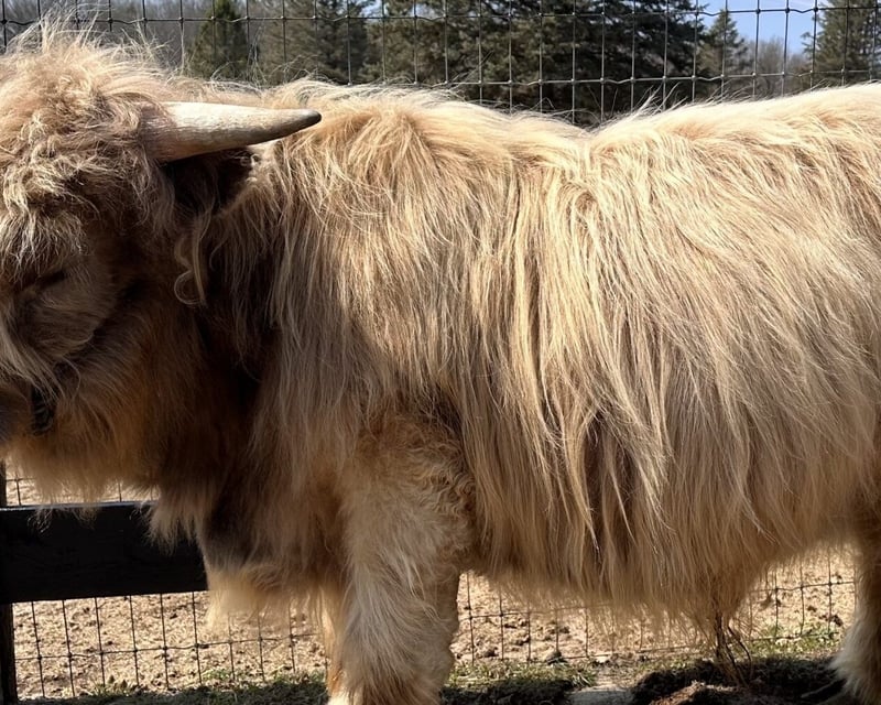 Mobile Miniature Animal Petting Zoo From Holly, MI