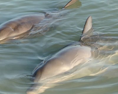 Clear Kayak Dolphin & Manatee Tour in Orlando