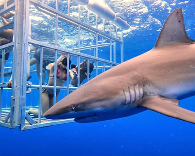 Haleiwa Shark Cage Dive with Galapagos Sharks