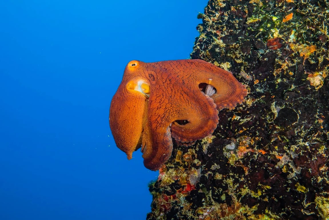 Two-Tank Reef Boat Dive for Certified and Beginner Divers