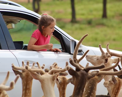 Drive-Thru Safari in Your Vehicle