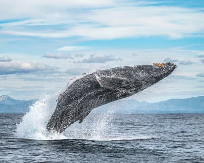 5-Hour Whale Watching Cruise in San Diego