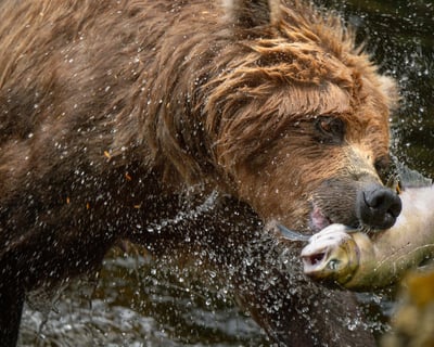 Private Bear Photography Workshop From Juneau