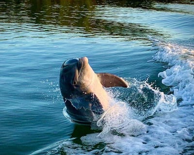 Take a 2-Hour Private Eco & Shelling Boat Tour in Goodland