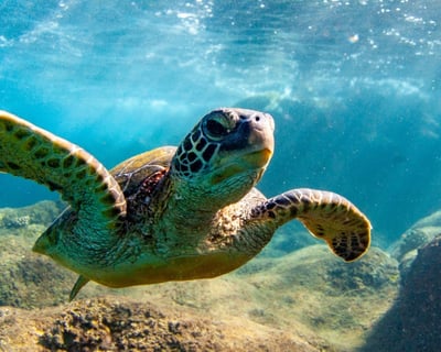 Private 4-Hour Snorkel Charter In Maui