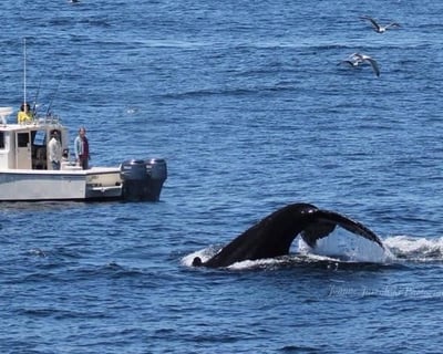 Provincetown Private Whale Watching on Stellwagen