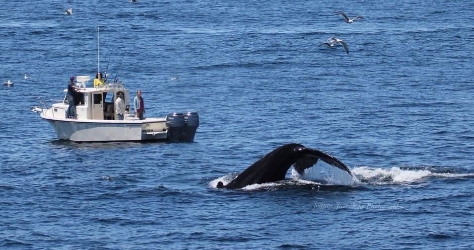 Provincetown Private Whale Watching on Stellwagen